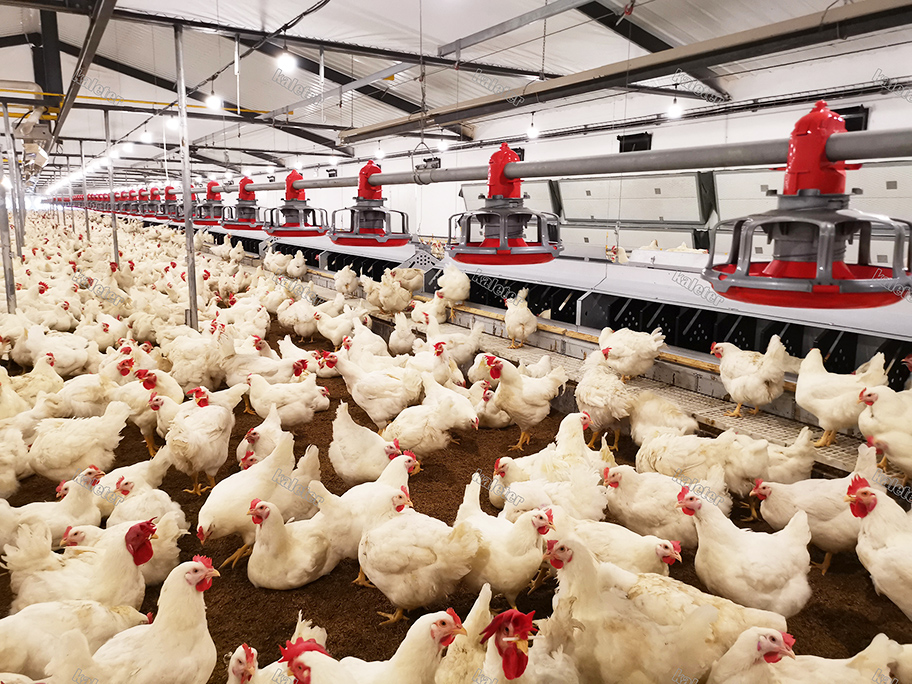 Thiết bị Thiết kế gia cầm trang trại hiện đại hệ thống cho ăn dây chuyền cho ăn Chảo tự động bố trí thiết kế nhà gà cho